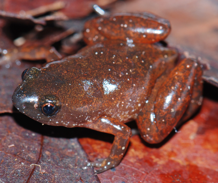 Chiasmocleis hudsoni ppbio.inpa.gov.br/inicio